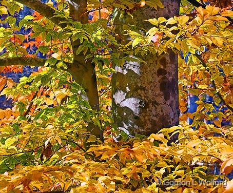 Autumn Leaves_24813.jpg - Photographed along the Natchez Trace Parkway in Tennessee, USA.